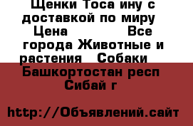 Щенки Тоса-ину с доставкой по миру › Цена ­ 68 000 - Все города Животные и растения » Собаки   . Башкортостан респ.,Сибай г.